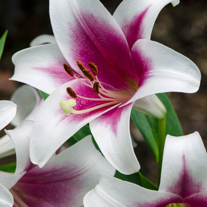 Lilja-Lilium Orienpet Friso (Treelily) 2-pack